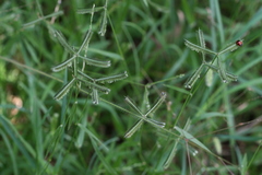 Dactyloctenium aegyptium